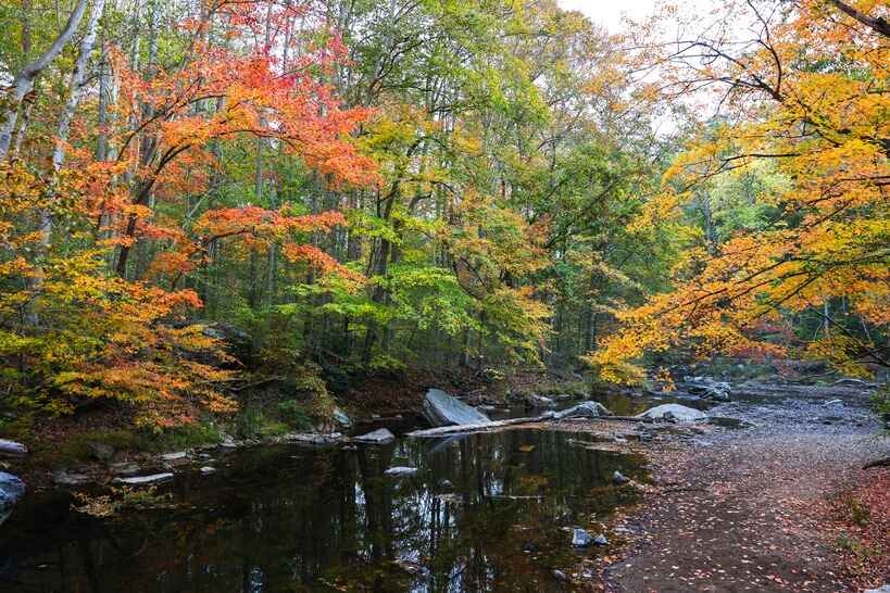 A serene autumn scene at Ridley Creek State Park in Delaware County, with trees displaying vibrant fall foliage over a rocky creek.