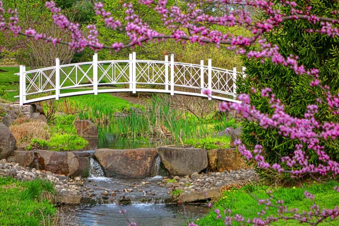 A white decorative bridge spans a small cascading stream, surrounded by bright pink blossoms and lush greenery in the Sayen Park Botanical Gardens located in South Jersey, New Jersey.