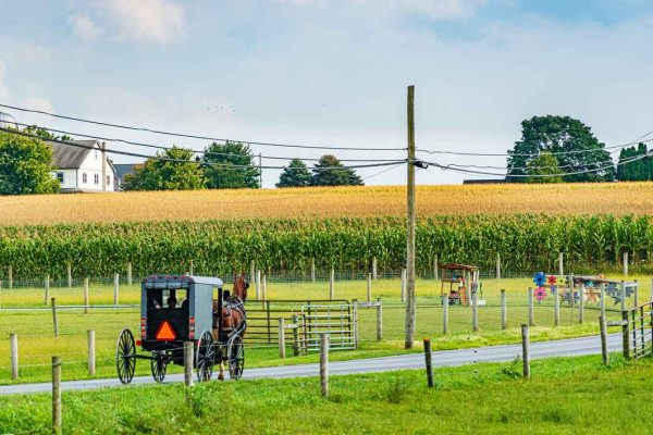 A traditional Amish horse and buggy traveling along a road in Lancaster County, with a cornfield and farmhouses in the background.