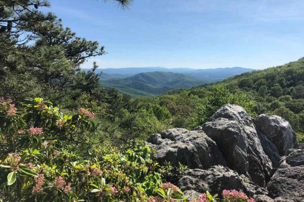A scenic mountain view from a rocky outcrop, framed by pink and green wildflowers, overlooks the lush valley below on the High Rocks Trail in Wythe County, Virginia.
